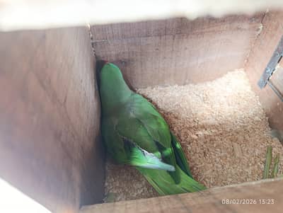 RAW PARROT PAIR (MALE 4.5 / FEMALE 8 Y )