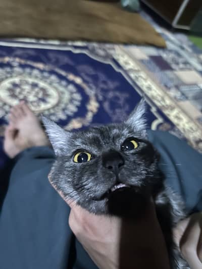 American cat for sale in Quetta 