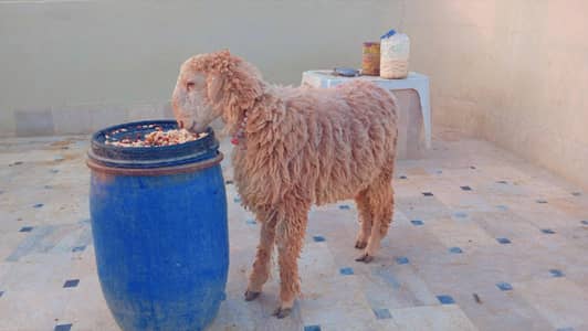 khara Male Sheep jori best for qurbani 2026 price 82000 jori