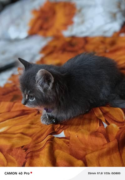 Persian Cat Baby Male