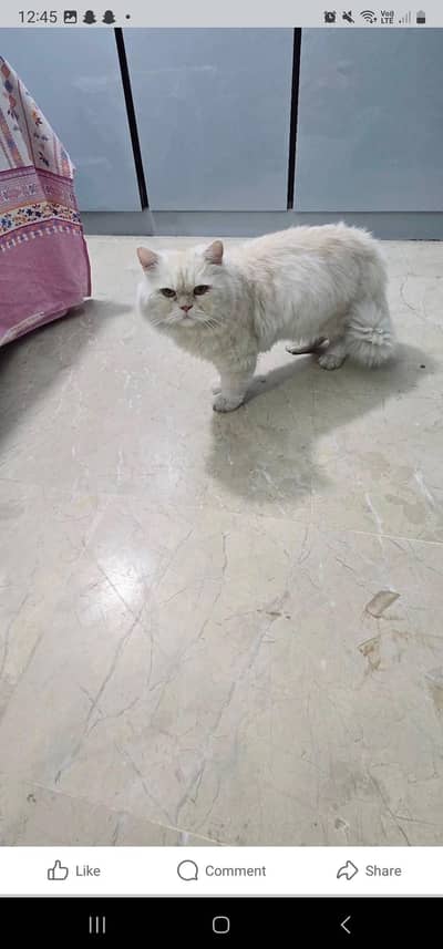 parsian tripple coted