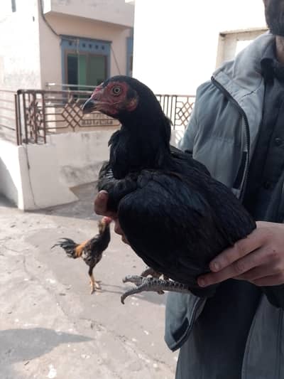 peeli mianwali plus lasani