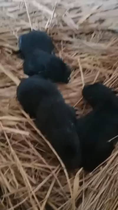 born date 19 January