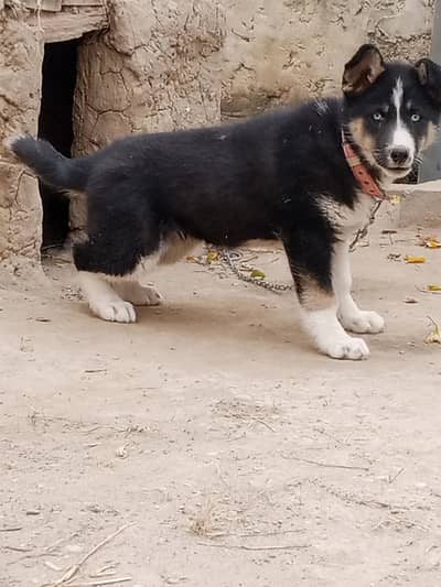  Dog for Sale – Loving & Healthy Pet Available 