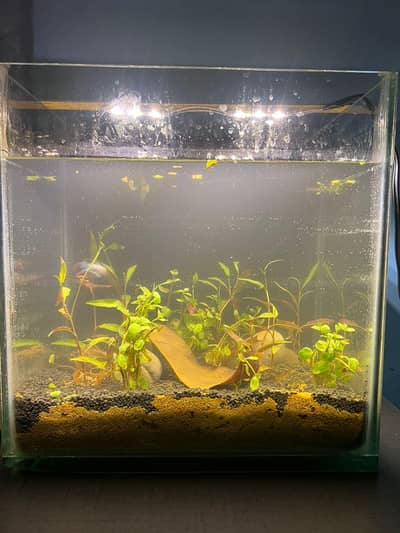 Aquarium ,fish and life pland