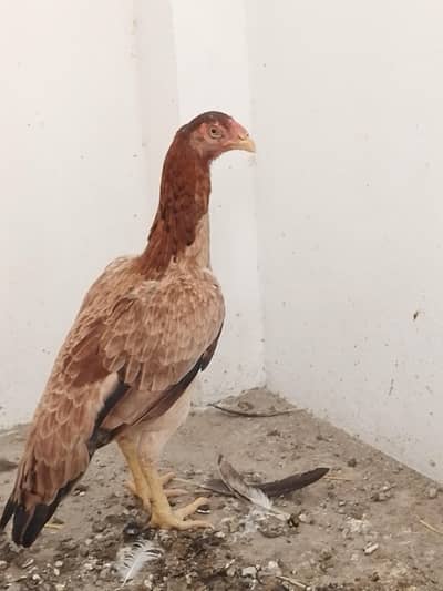 peeli or lasani madia