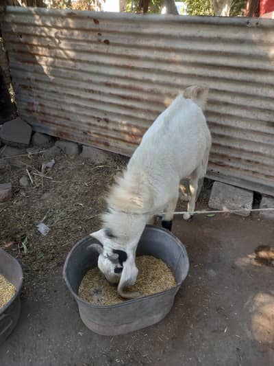 MashaAllah home breed Bakra Desi Aandoo