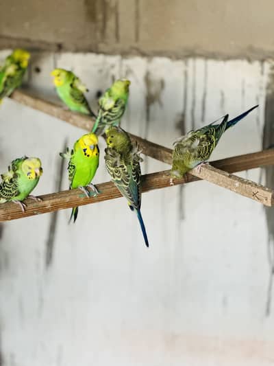 Hogoromo Double Flower Budgies – Adults & Young Birds Available