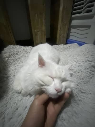 Persian cat Tripe coated