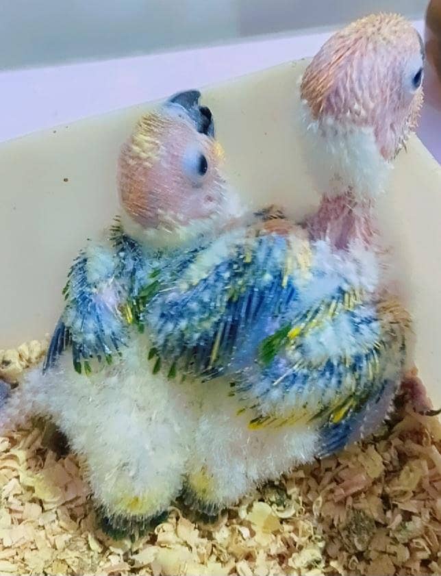 Sunconure & Pineapple 0