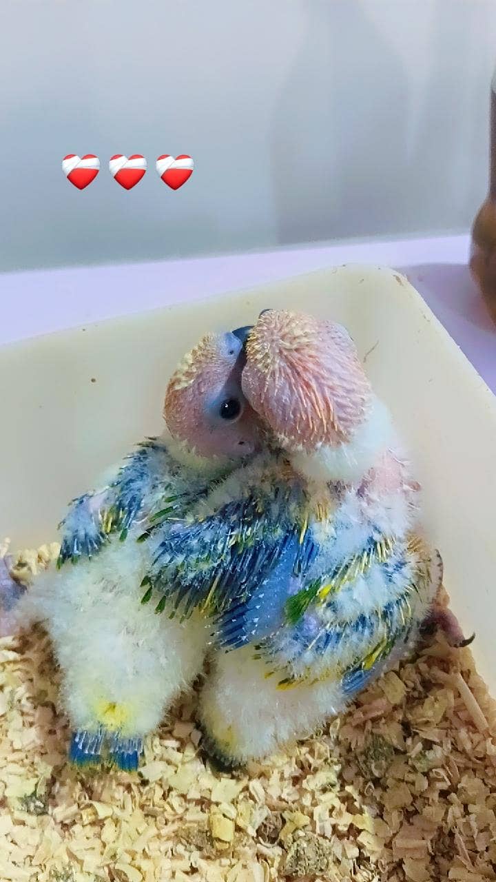 Sunconure & Pineapple 1