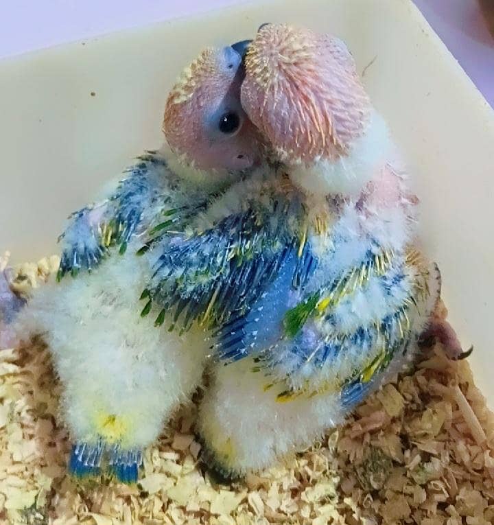 Sunconure & Pineapple 2