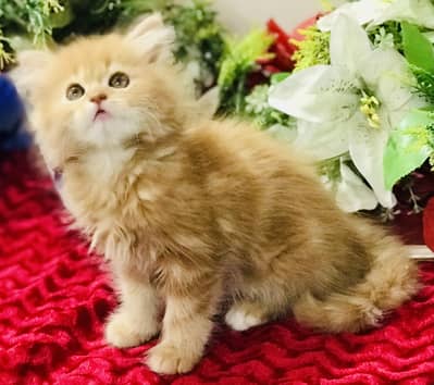 Persian kitten