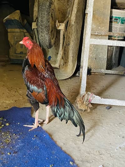 Whatapps num 03180056849