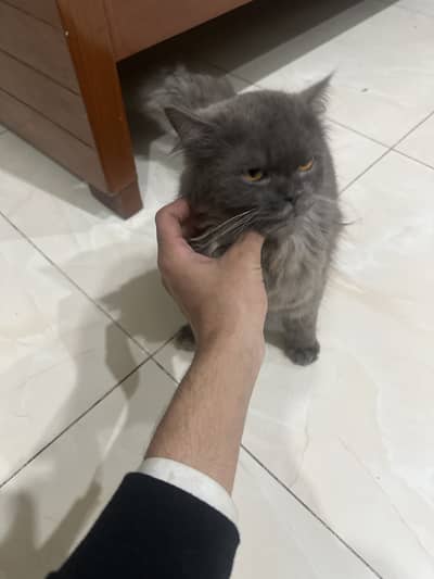 Persian cat