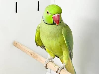 green ring neak  mail