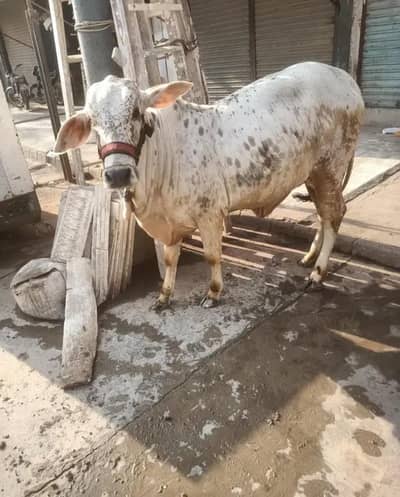 Cow sale