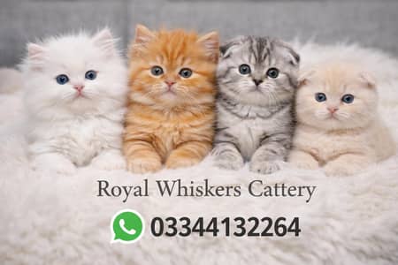 royal cats at royal whiskers cattery