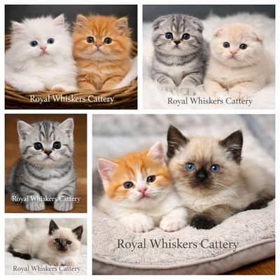 royal cats at royal whiskers cattery