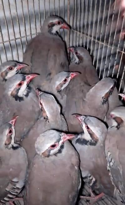 Chakoor 5 Months Pairs