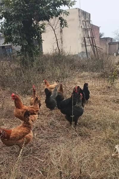 sb ghr ka khurak py Pali choty chozy liy thy