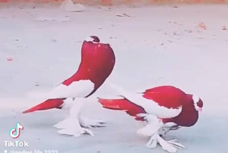 meghpai ghibara best pigieon