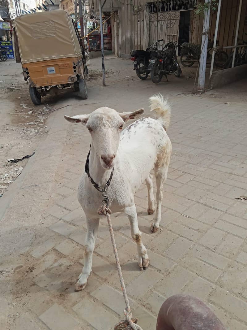 bakra 0