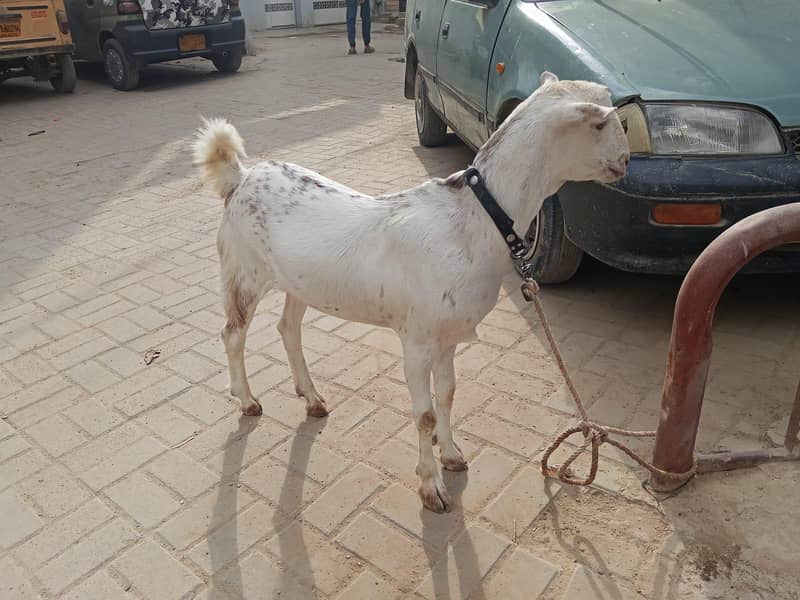 bakra 1