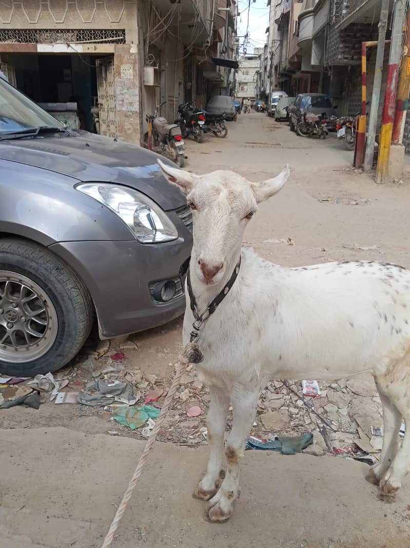 bakra 2