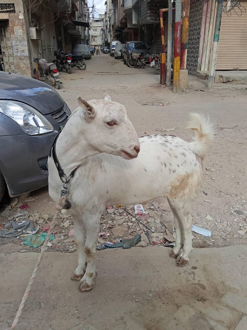 bakra 3