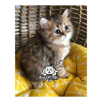 Persian British punch face piki face kitten cat available