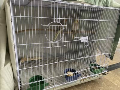 Cockatiel  with cage