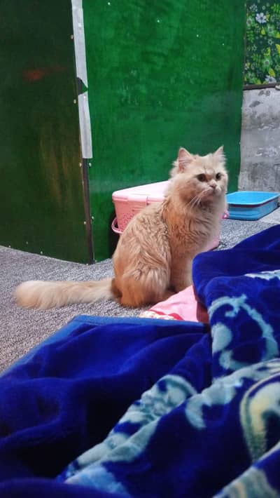 Persian male adult cat