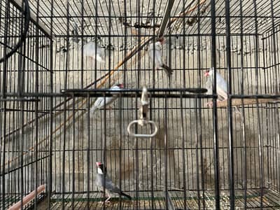 Lady Goldeyan and javas