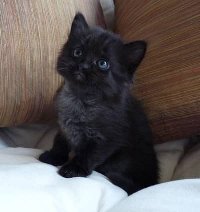 Persian Kitten Smoky Grey Cute