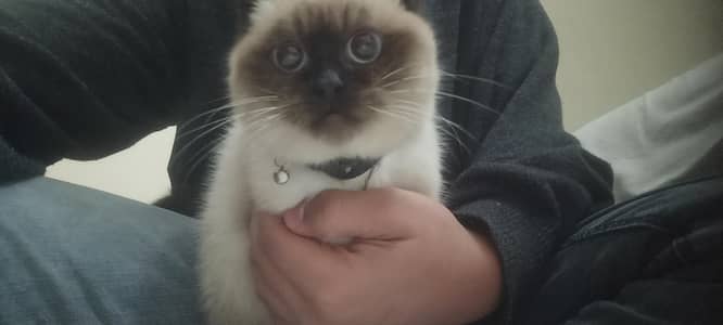 Himalayan and ragdoll breed cross kitty Urgent sale