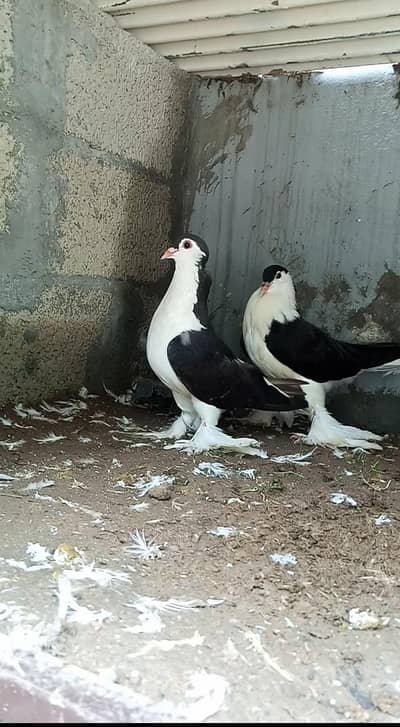 sherazi and frill back  for sale and exchange also available