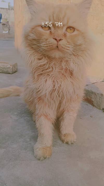 Persian cat Punch face for sale