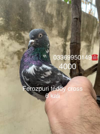 Dabwala jora, batera jora, teddy ferozpuri pathay pathiyan