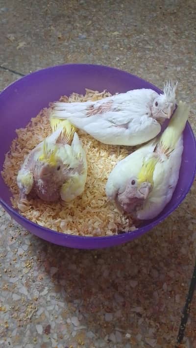 cocktail baby rid i .