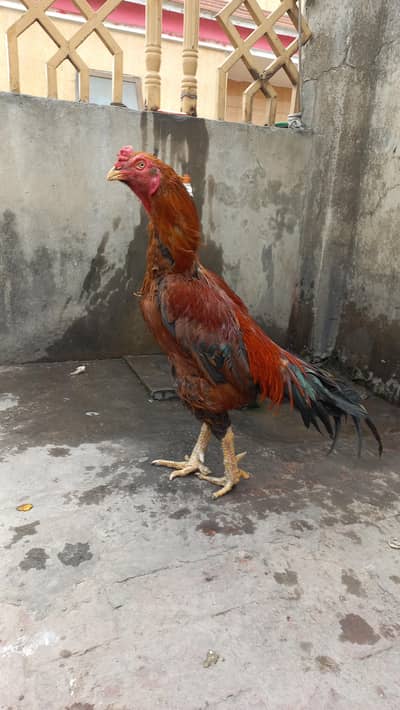 long height aseel murgha for sale