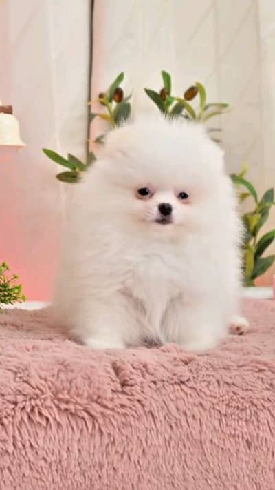 pomeranian puppies dog male for 03494878406wahtsap
