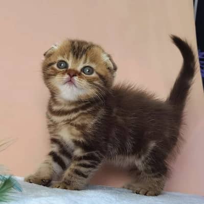 Scottish fold cat