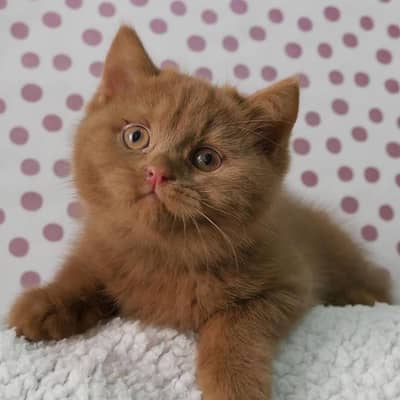Scottish fold and british short cat/kittens imported