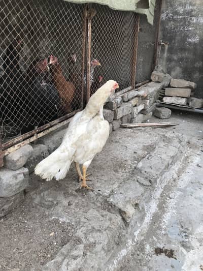 Aseel madi 033Z 33 I6I 33 whattsapp or phone