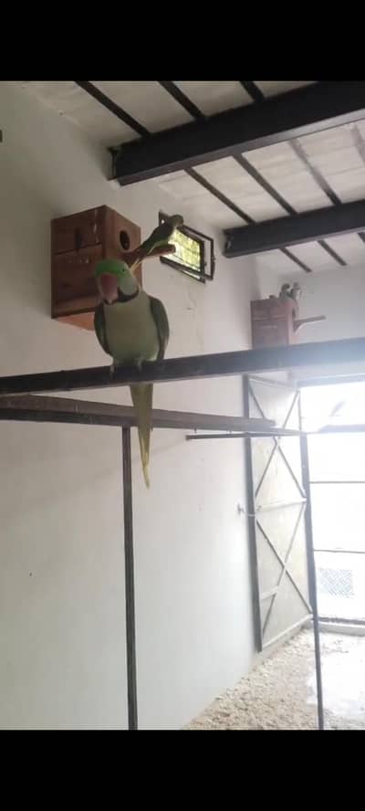 Kashmiri Raw pairs available total 20 pairs available