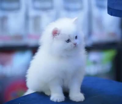 Persian kitten for sale 0309/0097784