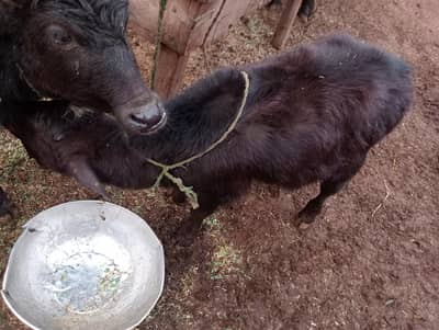 mail kids sale k lya hy rabta nmbr 03055680957