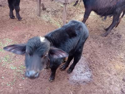 mail kids sale k lya hy rabta nmbr 03055680957