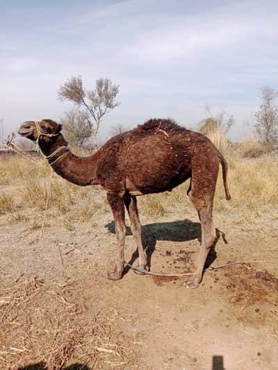 Camel for sadqa Contact 03125173572